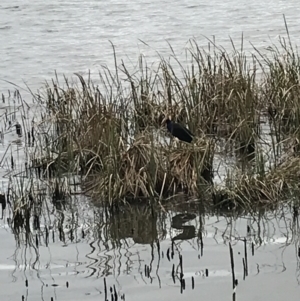 Porphyrio melanotus at Yarralumla, ACT - 5 Sep 2021