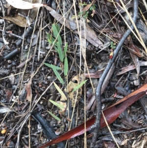 Hovea heterophylla at Yarralumla, ACT - 5 Sep 2021
