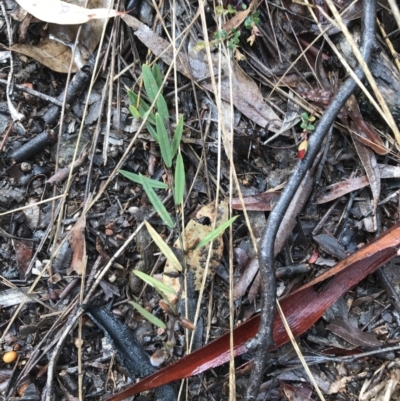 Hovea heterophylla (Common Hovea) at Yarralumla, ACT - 5 Sep 2021 by Tapirlord