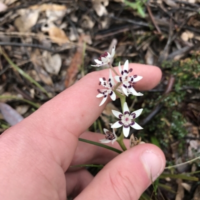 Wurmbea dioica subsp. dioica (Early Nancy) at Yarralumla, ACT - 5 Sep 2021 by Tapirlord