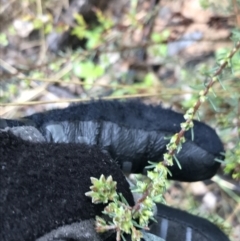 Dillwynia sericea (Egg And Bacon Peas) at Yarralumla, ACT - 5 Sep 2021 by Tapirlord