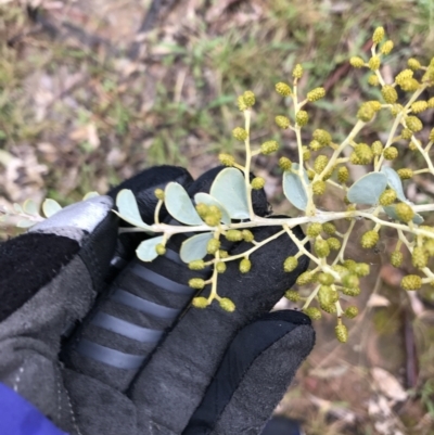 Acacia cultriformis (Knife Leaf Wattle) at Yarralumla, ACT - 5 Sep 2021 by Tapirlord