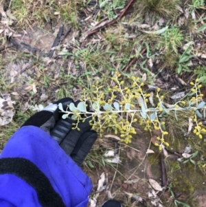 Acacia cultriformis at Yarralumla, ACT - 5 Sep 2021