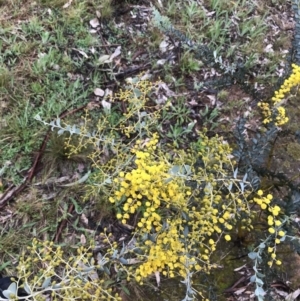 Acacia cultriformis at Yarralumla, ACT - 5 Sep 2021