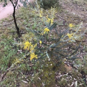 Acacia cultriformis at Yarralumla, ACT - 5 Sep 2021