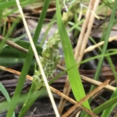 Carex breviculmis at Yarralumla, ACT - 5 Sep 2021 12:26 PM