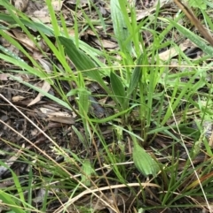 Carex breviculmis at Yarralumla, ACT - 5 Sep 2021 12:26 PM