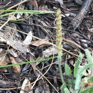 Plantago varia at Yarralumla, ACT - 5 Sep 2021