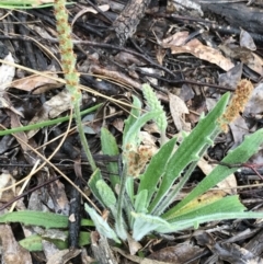 Plantago varia at Yarralumla, ACT - 5 Sep 2021