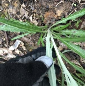 Senecio sp. at Yarralumla, ACT - 5 Sep 2021