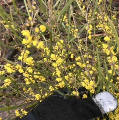 Acacia dawsonii (Dawson's Wattle) at Yarralumla, ACT - 5 Sep 2021 by Tapirlord