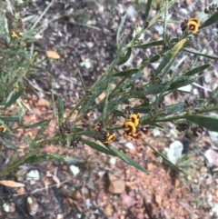 Daviesia mimosoides subsp. mimosoides at Yarralumla, ACT - 5 Sep 2021 by Tapirlord