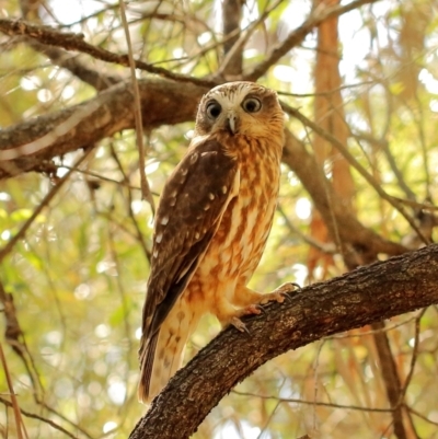 Ninox boobook (Southern Boobook) at Barrengarry, NSW - 9 Sep 2021 by Snowflake