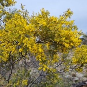 Acacia cardiophylla at Isaacs, ACT - 9 Sep 2021 02:20 PM