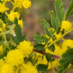 Acacia cardiophylla at Isaacs, ACT - 9 Sep 2021