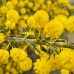 Acacia paradoxa at Isaacs, ACT - 9 Sep 2021 02:17 PM