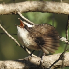 Pomatostomus superciliosus (White-browed Babbler) at Moorong, NSW - 6 Jun 2020 by Liam.m