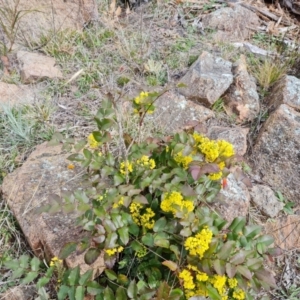 Berberis aquifolium at Isaacs, ACT - 9 Sep 2021 02:16 PM