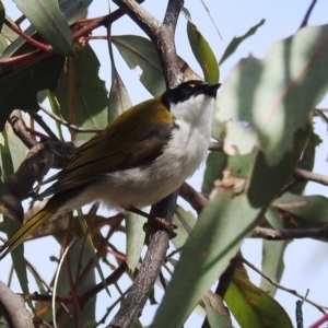 Melithreptus lunatus at Tuggeranong DC, ACT - 8 Sep 2021