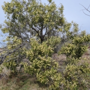 Acacia melanoxylon at Jerrabomberra, ACT - 9 Sep 2021 02:26 PM