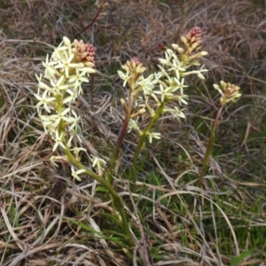 Stackhousia monogyna at Tuggeranong DC, ACT - 8 Sep 2021 05:44 PM