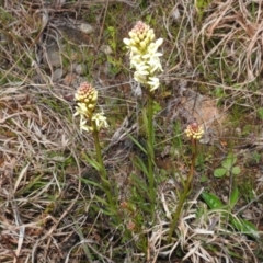 Stackhousia monogyna at Tuggeranong DC, ACT - 8 Sep 2021 05:44 PM