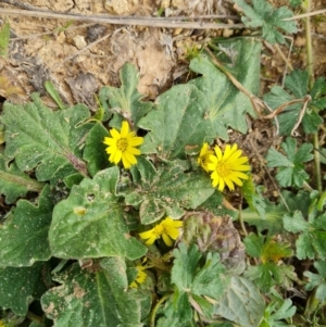 Cymbonotus sp. (preissianus or lawsonianus) at Isaacs, ACT - 9 Sep 2021