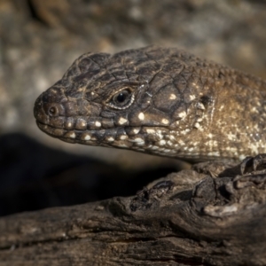 Egernia cunninghami at Majura, ACT - 7 Sep 2021