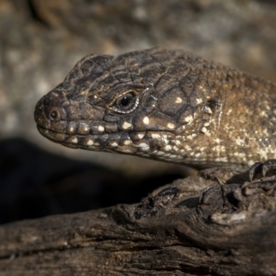 Egernia cunninghami (Cunningham's Skink) at Mount Ainslie - 7 Sep 2021 by trevsci