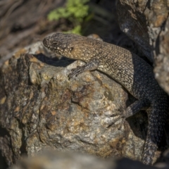 Egernia cunninghami at Majura, ACT - 7 Sep 2021