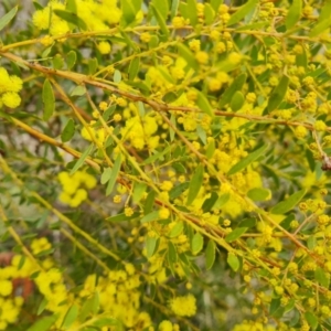 Acacia buxifolia subsp. buxifolia at Isaacs, ACT - 9 Sep 2021 02:40 PM