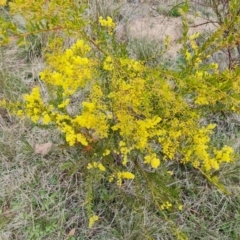 Acacia buxifolia subsp. buxifolia at Isaacs, ACT - 9 Sep 2021 02:40 PM