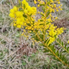 Acacia buxifolia subsp. buxifolia at Isaacs, ACT - 9 Sep 2021 02:40 PM