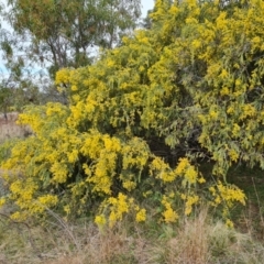 Acacia vestita (Hairy Wattle) at Isaacs, ACT - 9 Sep 2021 by Mike