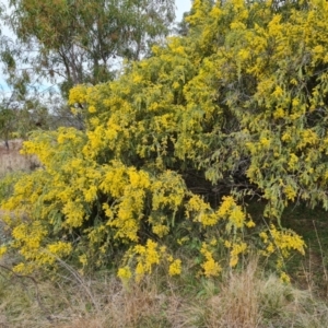 Acacia vestita at Isaacs, ACT - 9 Sep 2021