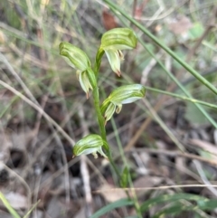 Bunochilus umbrinus (ACT) = Pterostylis umbrina (NSW) (Broad-sepaled Leafy Greenhood) by ZaLaDa