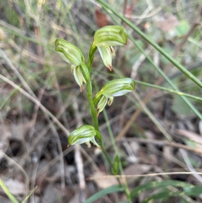 Bunochilus umbrinus (ACT) = Pterostylis umbrina (NSW) (Broad-sepaled Leafy Greenhood) by ZaLaDa