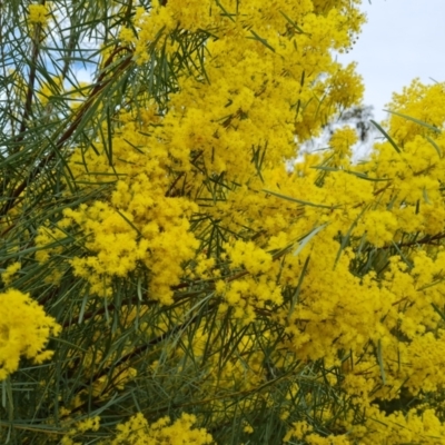 Acacia boormanii (Snowy River Wattle) at Isaacs, ACT - 9 Sep 2021 by Mike