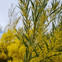 Acacia boormanii at Isaacs, ACT - 9 Sep 2021