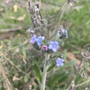 Cynoglossum australe at Hughes, ACT - 9 Sep 2021 02:05 PM