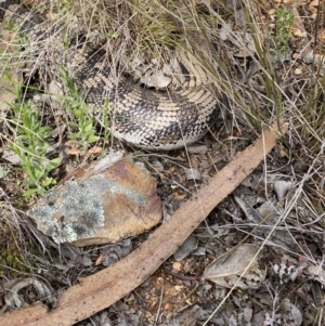 Tiliqua scincoides scincoides at Hughes, ACT - 9 Sep 2021