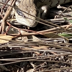 Tiliqua scincoides scincoides (Eastern Blue-tongue) at Hughes, ACT - 9 Sep 2021 by KL