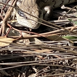 Tiliqua scincoides scincoides at Hughes, ACT - 9 Sep 2021