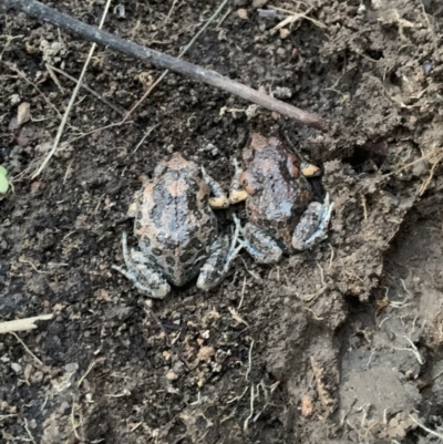 Uperoleia laevigata (Smooth Toadlet) at Cook, ACT - 31 Aug 2021 by ZaLaDa