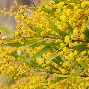 Acacia fimbriata at Isaacs, ACT - 9 Sep 2021 02:43 PM