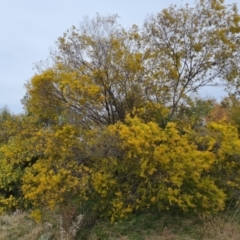 Acacia fimbriata at Isaacs, ACT - 9 Sep 2021 02:43 PM