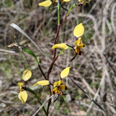 Diuris pardina (Leopard Doubletail) at East Albury, NSW - 9 Sep 2021 by Darcy