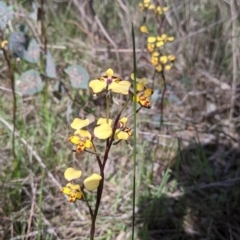 Diuris pardina (Leopard Doubletail) at East Albury, NSW - 9 Sep 2021 by Darcy