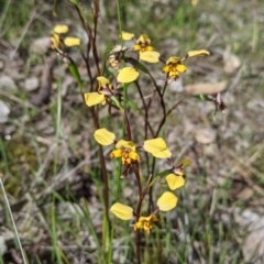 Diuris pardina (Leopard Doubletail) at East Albury, NSW - 9 Sep 2021 by Darcy