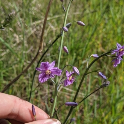 Arthropodium strictum (Chocolate Lily) at East Albury, NSW - 9 Sep 2021 by Darcy